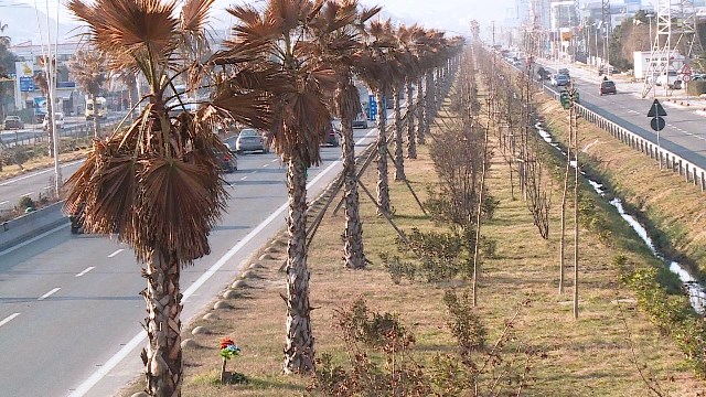 Ikin palmat e autostrades, Bashkia Tirane do tâ€™i zevendesoje me pisha